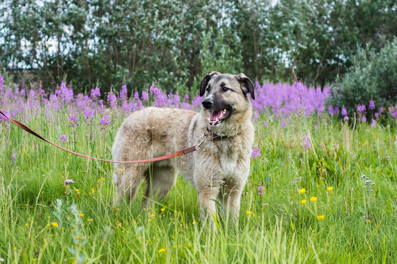 dog-gf9e89a7a1_1280